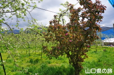 �F����񂲉��̃��C�|�[��