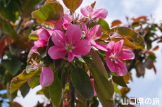 �F����񂲉��̃��C�|�[��