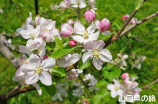 �F����񂲉��̂�񂲂̉�