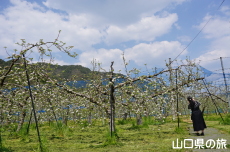 �F����񂲉�