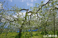 �F����񂲉�