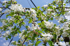 �F����񂲉�