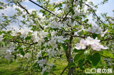 �F����񂲉�