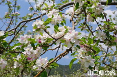 �F����񂲉�