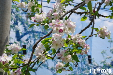 �F����񂲉�