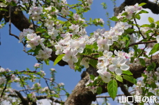 �F����񂲉�