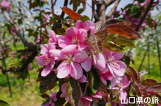 �F����񂲉�