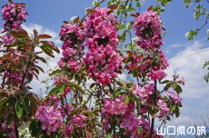 �F����񂲉�