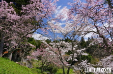 �ÔN�����{�̎}����