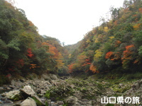 長門峡の紅葉