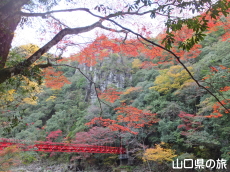 ���勬�̍g�t