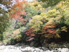 ���勬�̍g�t