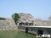 指月公園の桜