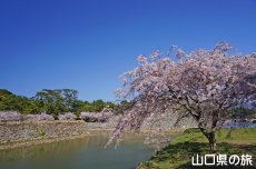 指月公園の桜
