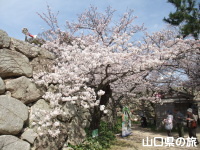 指月公園の桜