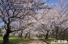 指月公園の桜