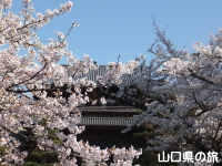 東光寺の桜