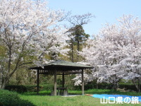 萩反射炉の桜