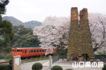萩反射炉の桜