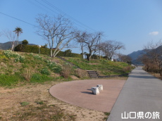 橋本川の水仙