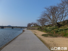 萩市の橋本川