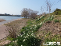橋本川の水仙