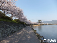 橋本川の桜並木