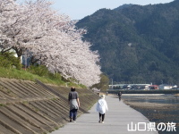 橋本川の桜並木