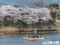 萩八景遊覧船からの桜並木