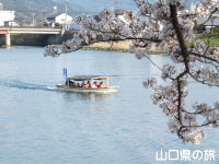 萩八景遊覧船からの桜並木