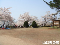 笠山の桜
