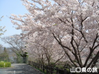 笠山の桜