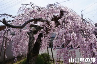 広雲寺の枝垂桜