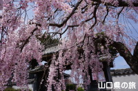 広雲寺の枝垂桜