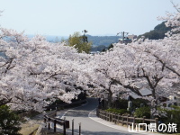 団子岩の桜