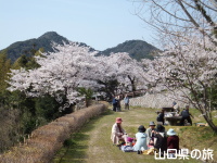 団子岩の桜