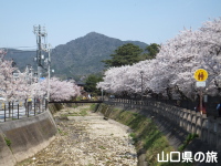松陰神社の桜