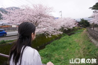 松陰神社の桜と旅相棒