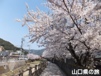松陰神社の桜