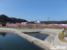 親水公園の河津桜