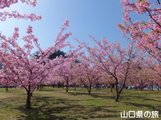 道の駅萩しーまーとの河津桜