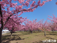 道の駅萩しーまーとの河津桜