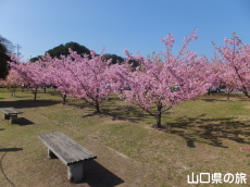 道の駅萩しーまーとの河津桜