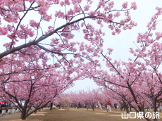 萩しーまーとの河津桜