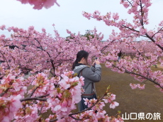 萩しーまーとの河津桜