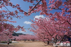 萩しーまーとの河津桜