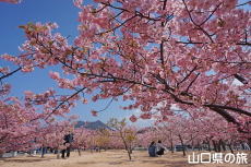 萩しーまーとの河津桜