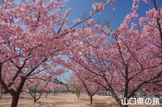 萩しーまーとの河津桜