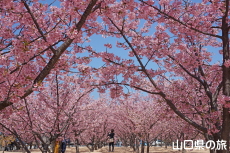 萩しーまーとの河津桜
