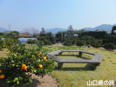 かんきつ公園